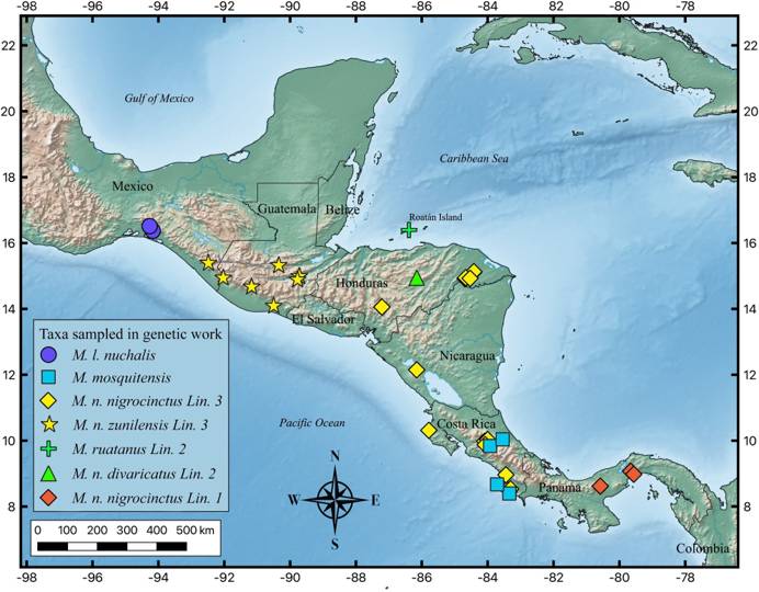 Map of Central America and all samples of Micrurus species with precise locality data and recovered within the M. nigrocinctus species complex. Map generated using QGIS version 3.24.2-Tisler (https://www.qgis.org/).